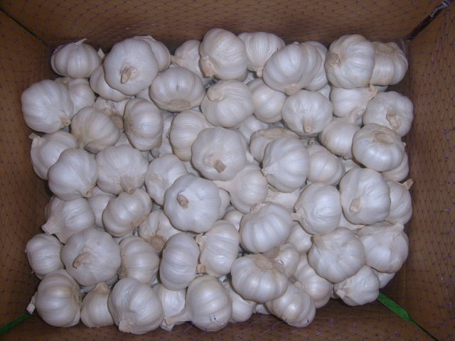 الثوم الأبيض النقي