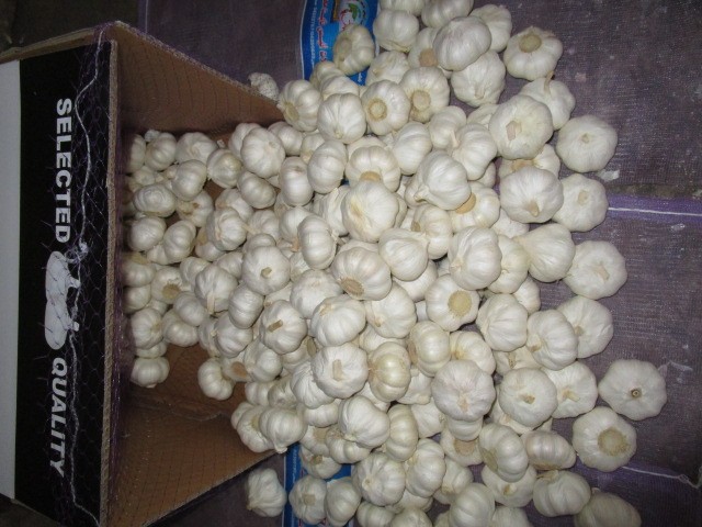Pure White Garlic