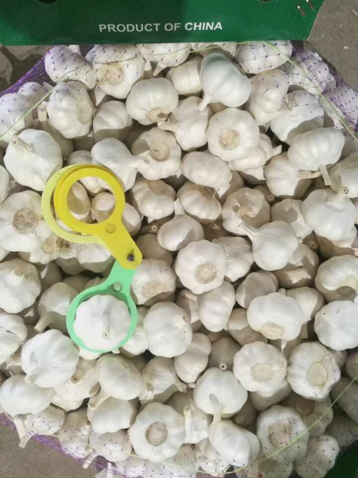 Pure White Garlic