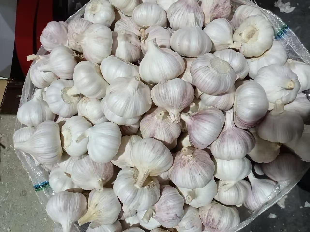 Normal White Garlic
