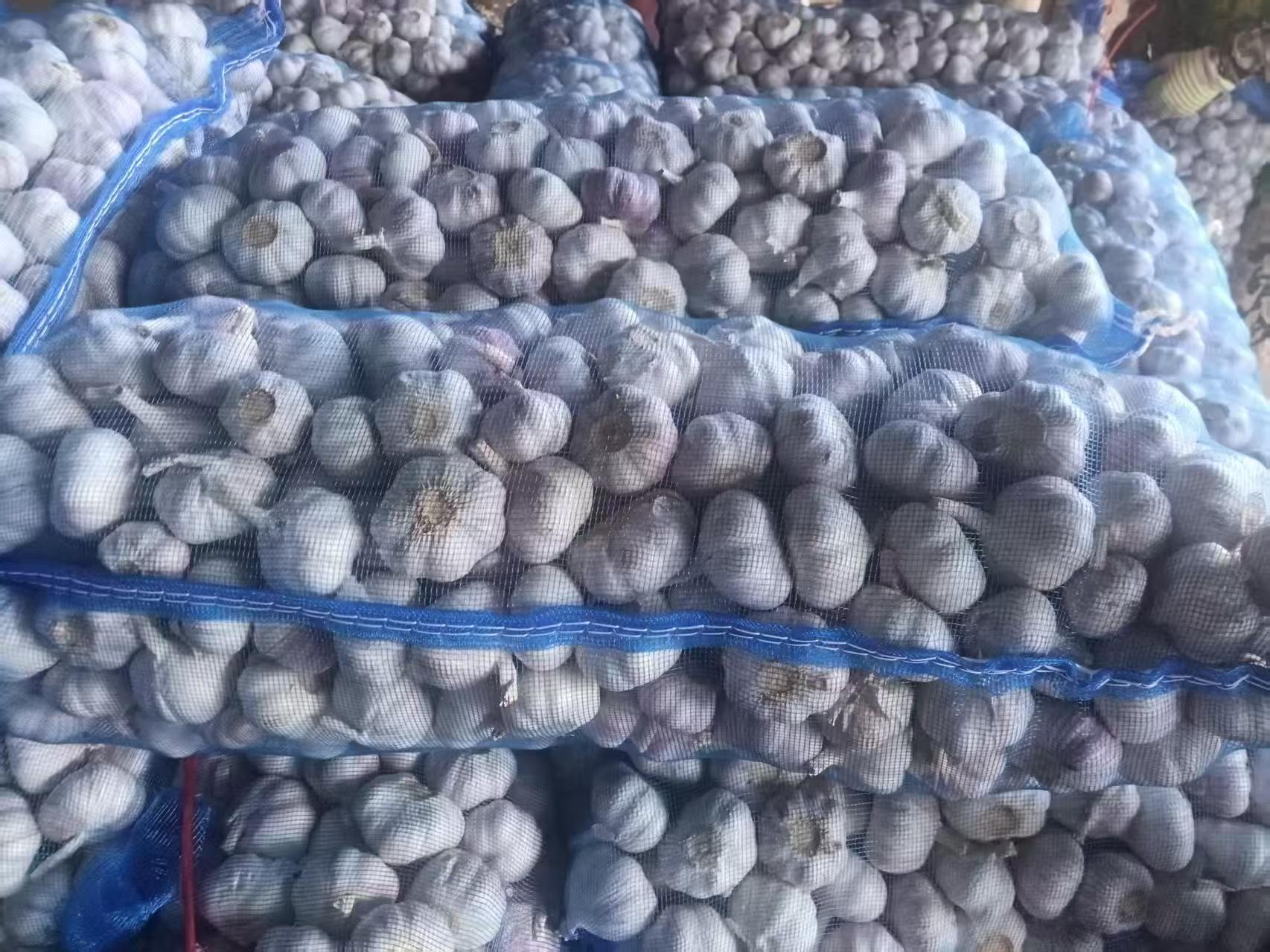 Normal White Garlic