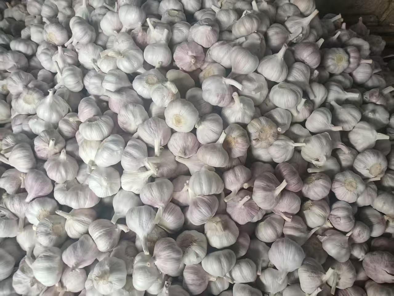 Normal White Garlic