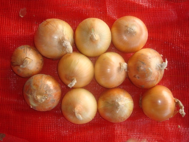 Oignon frais