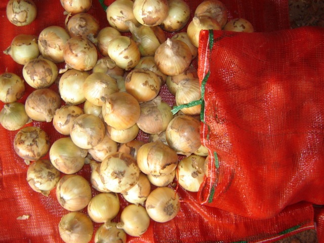 البصل الأصفر الطازج