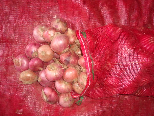 Fresh Red Onion