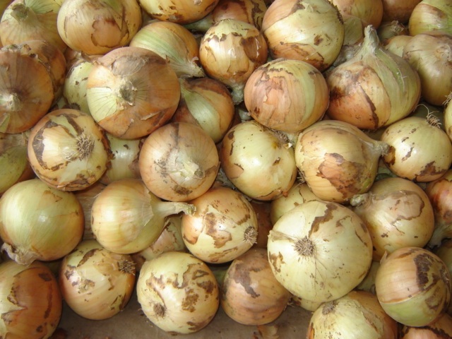 Fresh Yellow Onion