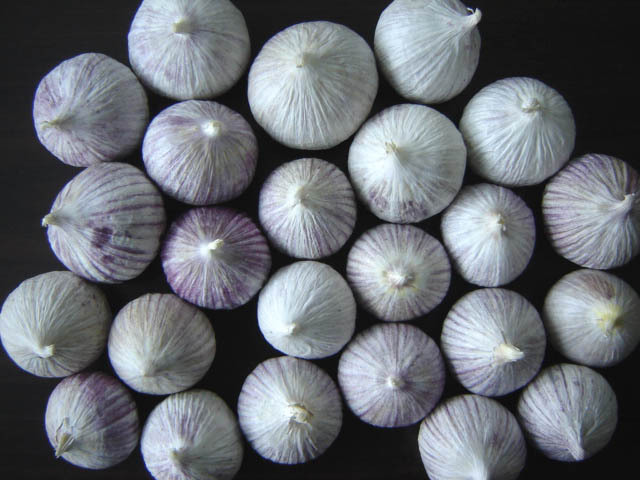 Single Clove Garlic