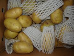 بطاطس طازجة