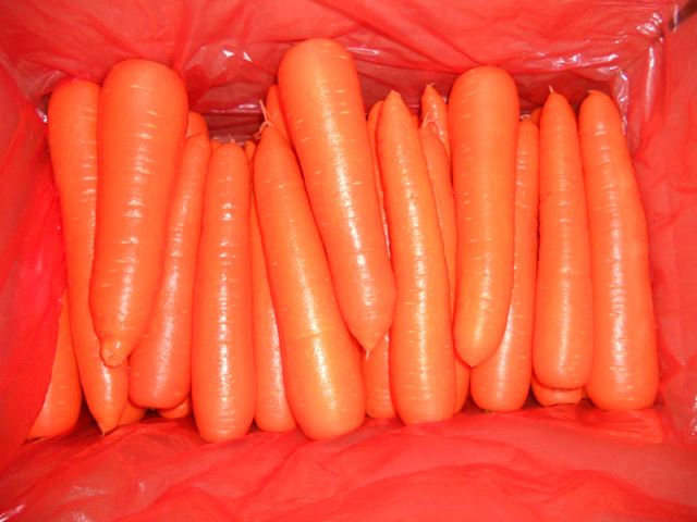 Fresh Carrot