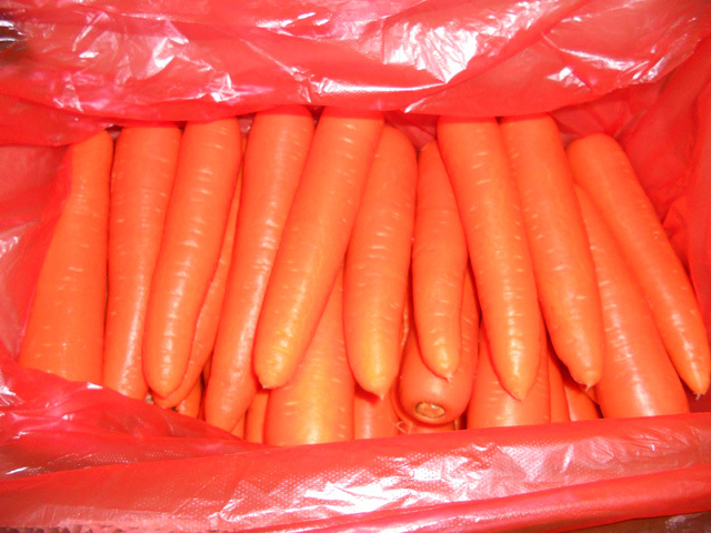 Fresh Carrot