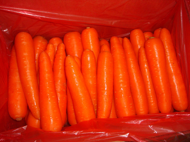Fresh Carrot