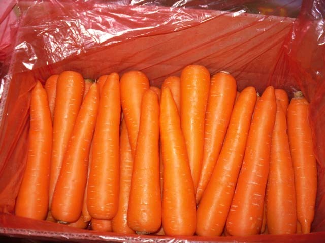 Fresh Carrot