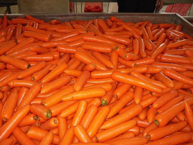 Zanahoria fresca