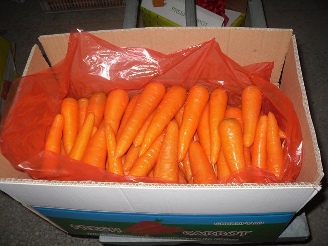 Fresh Carrot