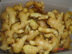 الزنجبيل الطازج