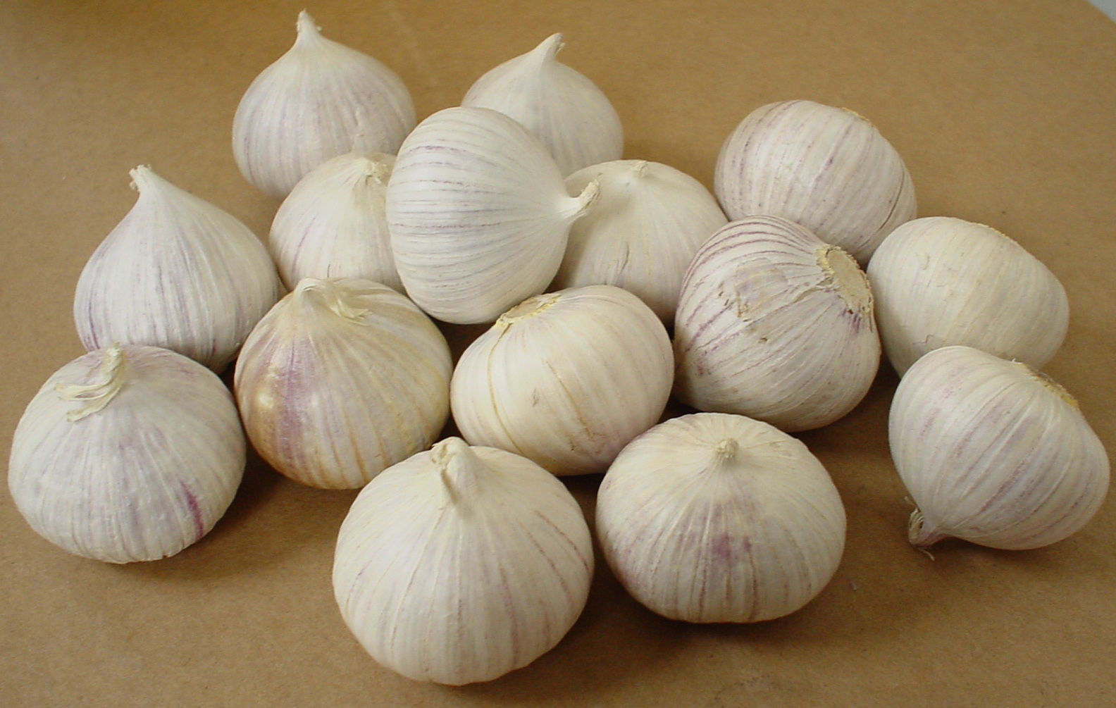 Single Clove Garlic