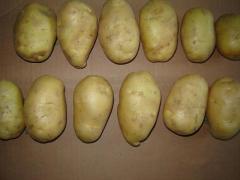 Pomme de terre fraîche