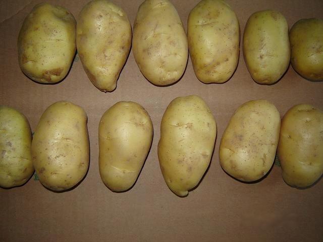 Pomme de terre fraîche