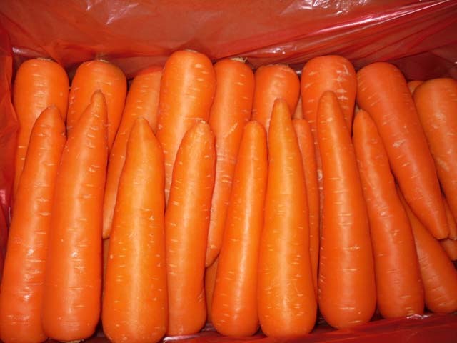 Fresh Carrot