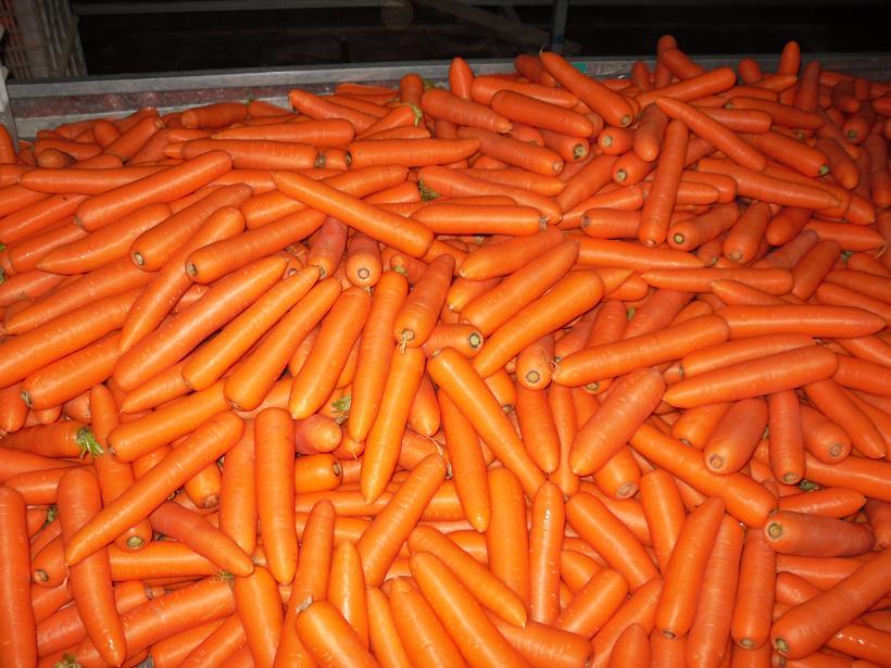 Fresh Carrot