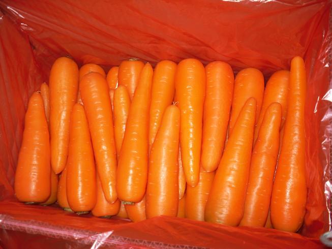 Fresh Carrot