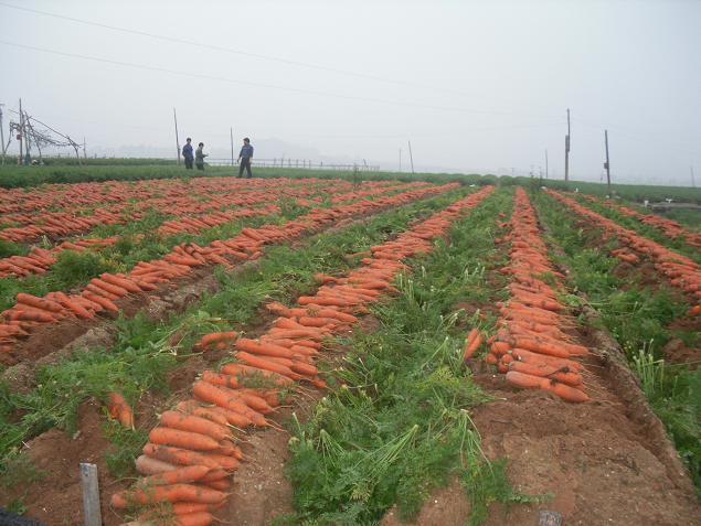 Fresh Carrot