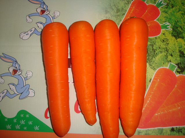 Zanahoria fresca