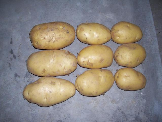 Fresh potato