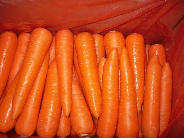 Fresh Carrot