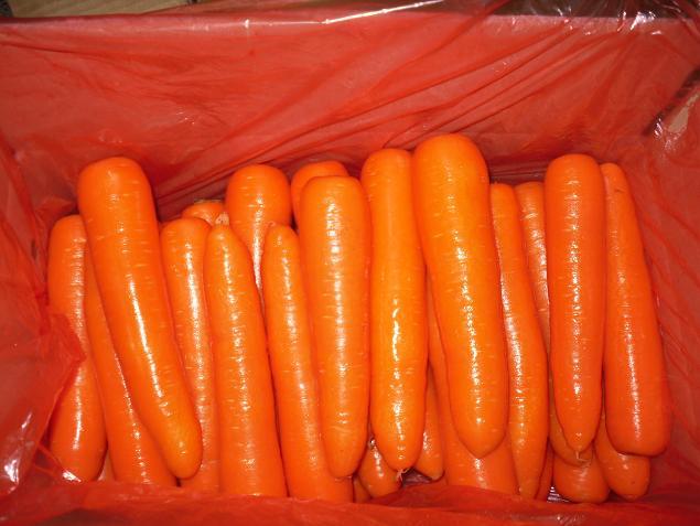 Fresh Carrot