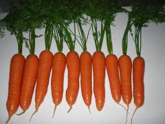 Carotte fraîche