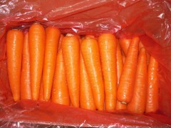Fresh Carrot