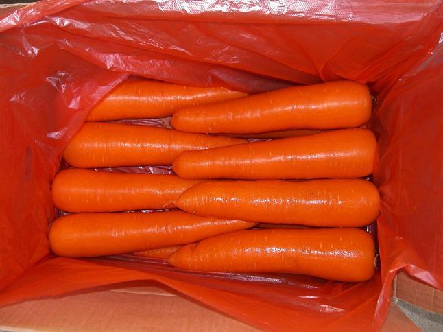 Fresh Carrot
