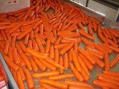 Carotte fraîche