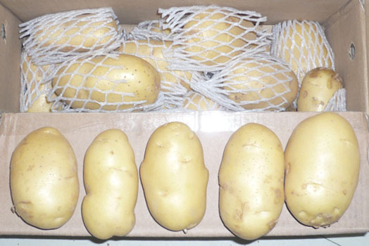 Pomme de terre fraîche