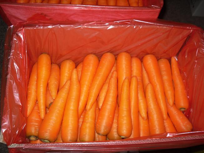Fresh Carrot