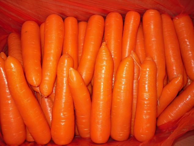 Fresh Carrot