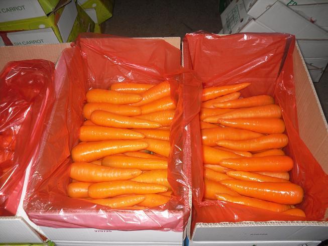 Fresh Carrot