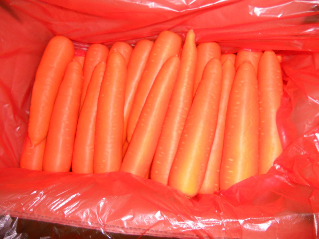 Fresh Carrot