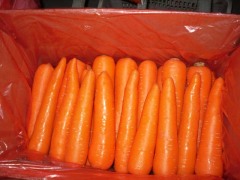 Fresh Carrot