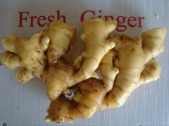 الزنجبيل الطازج