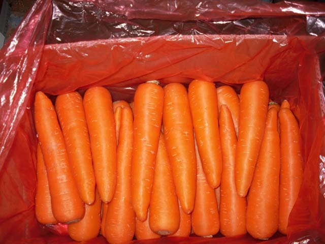 Fresh Carrot