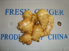 Jengibre fresco