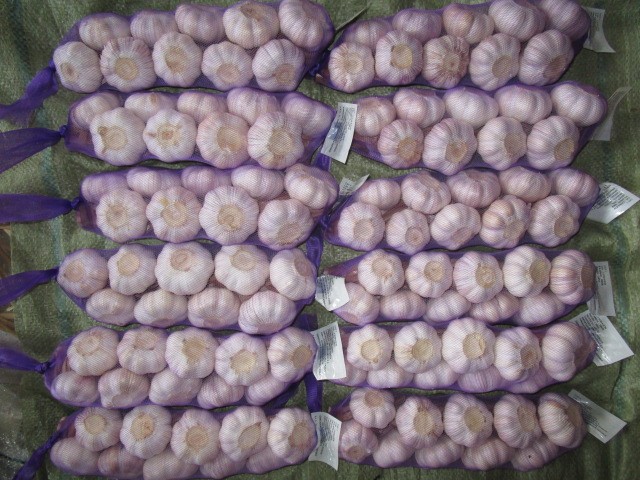 Fresh Garlic Braids