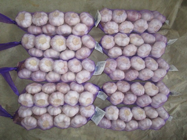 Fresh Garlic Braids