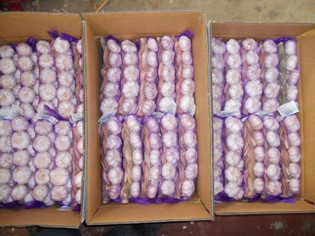 Trenzas de ajo fresco