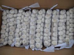 ضفائر الثوم الطازج