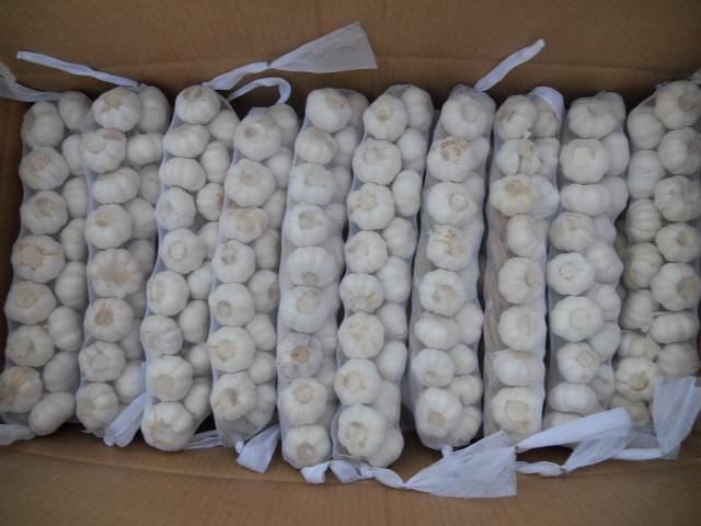 ضفائر الثوم الطازج