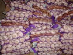 ضفائر الثوم الطازج