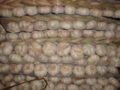 ضفائر الثوم الطازج